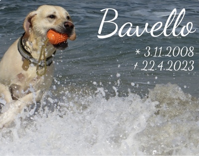 Bavello