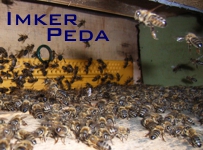 Imker Peda